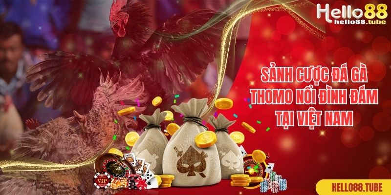 Sảnh cược đá gà Thomo nổi đình đám tại Việt Nam